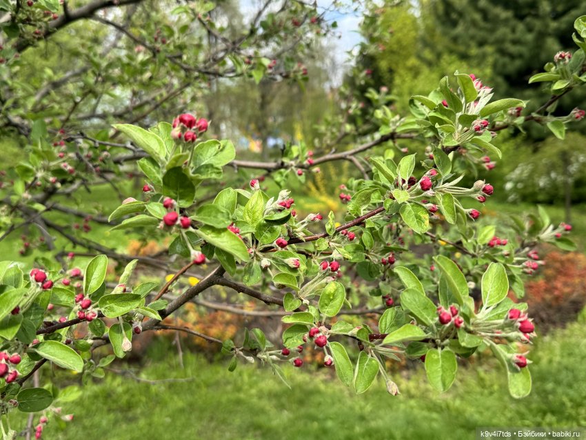 Первая прогулка Элис — Куклы Dianna Effner (Эффнер) из винила: Little Darling (фото 5)