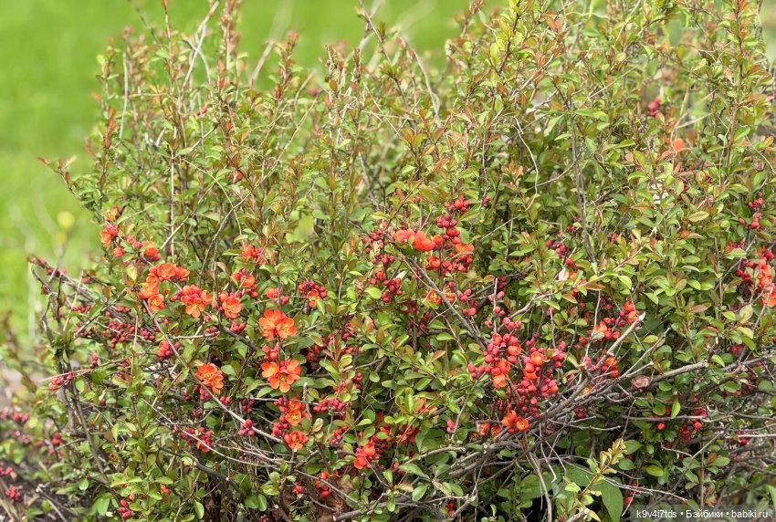 Первая прогулка Элис — Куклы Dianna Effner (Эффнер) из винила: Little Darling (фото 9)