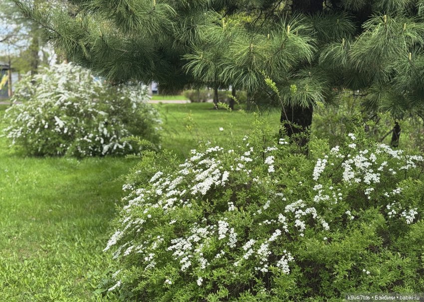 Первая прогулка Элис — Куклы Dianna Effner (Эффнер) из винила: Little Darling (фото 4)