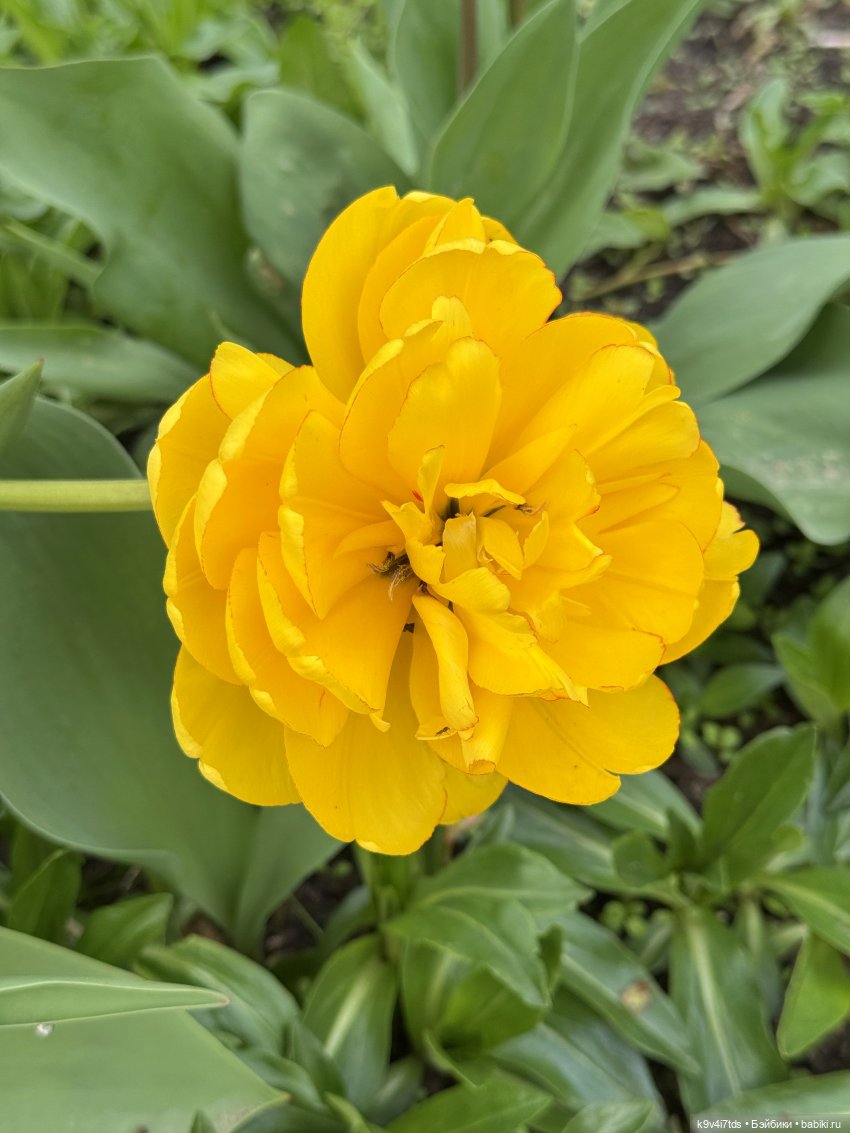 Первая прогулка Элис — Куклы Dianna Effner (Эффнер) из винила: Little Darling