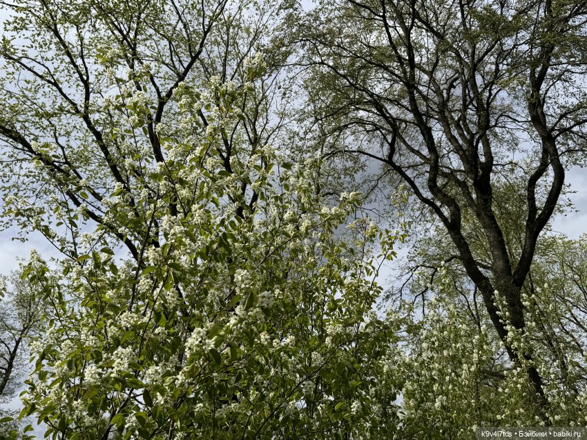 Первая прогулка Элис — Куклы Dianna Effner (Эффнер) из винила: Little Darling