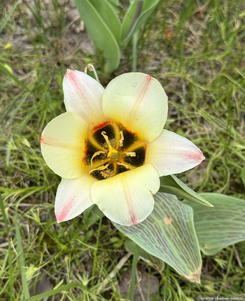 Первая прогулка Элис — Куклы Dianna Effner (Эффнер) из винила: Little Darling