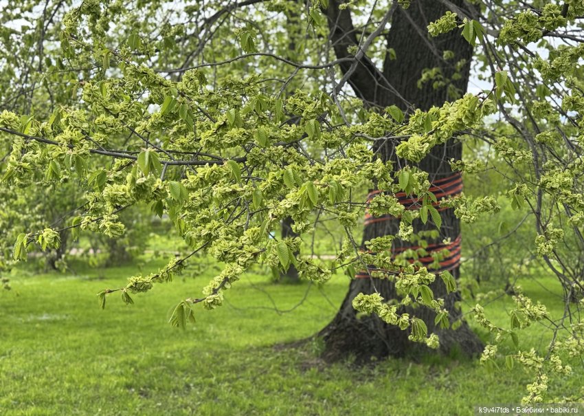 Первая прогулка Элис — Куклы Dianna Effner (Эффнер) из винила: Little Darling