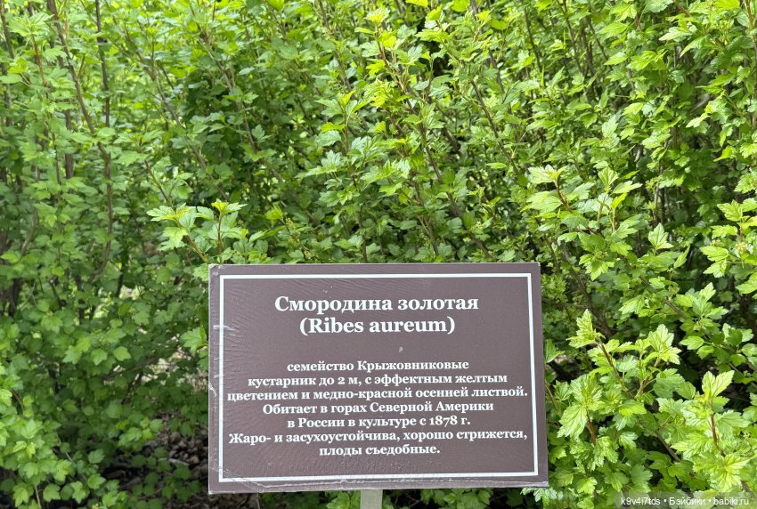 Первая прогулка Элис — Куклы Dianna Effner (Эффнер) из винила: Little Darling