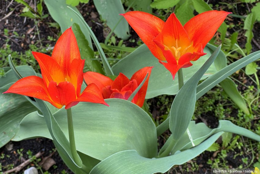 Первая прогулка Элис — Куклы Dianna Effner (Эффнер) из винила: Little Darling