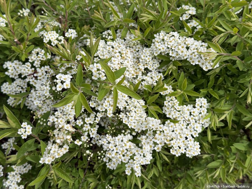 Первая прогулка Элис — Куклы Dianna Effner (Эффнер) из винила: Little Darling