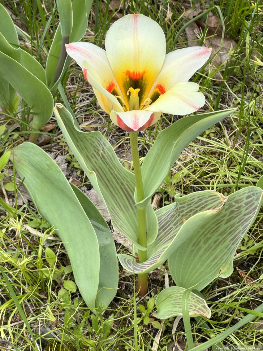 Первая прогулка Элис — Куклы Dianna Effner (Эффнер) из винила: Little Darling