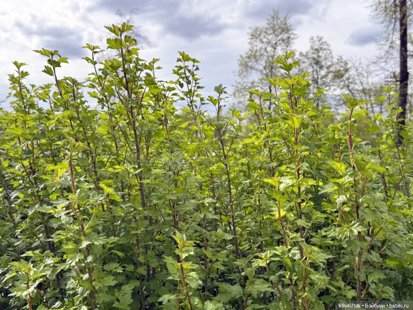 Первая прогулка Элис — Куклы Dianna Effner (Эффнер) из винила: Little Darling