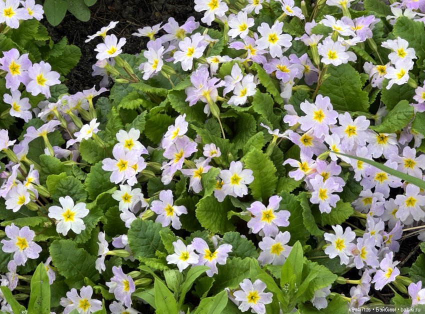 Первая прогулка Элис — Куклы Dianna Effner (Эффнер) из винила: Little Darling