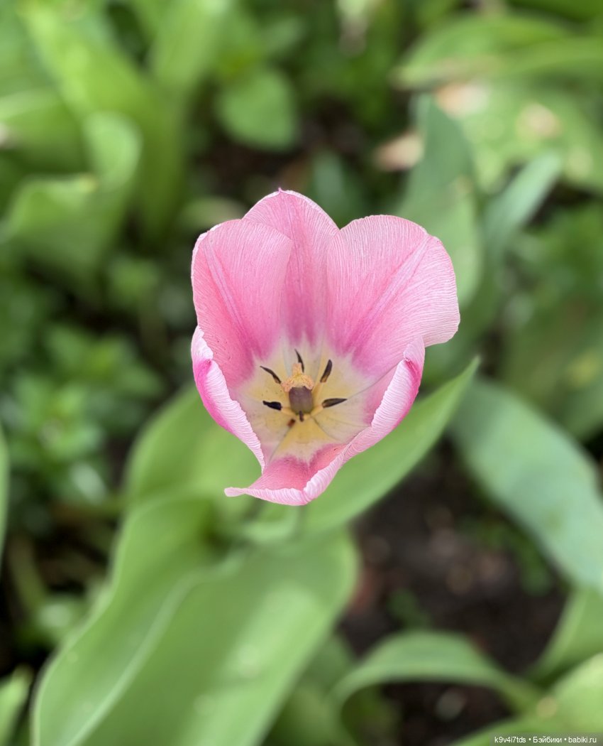 Первая прогулка Элис — Куклы Dianna Effner (Эффнер) из винила: Little Darling