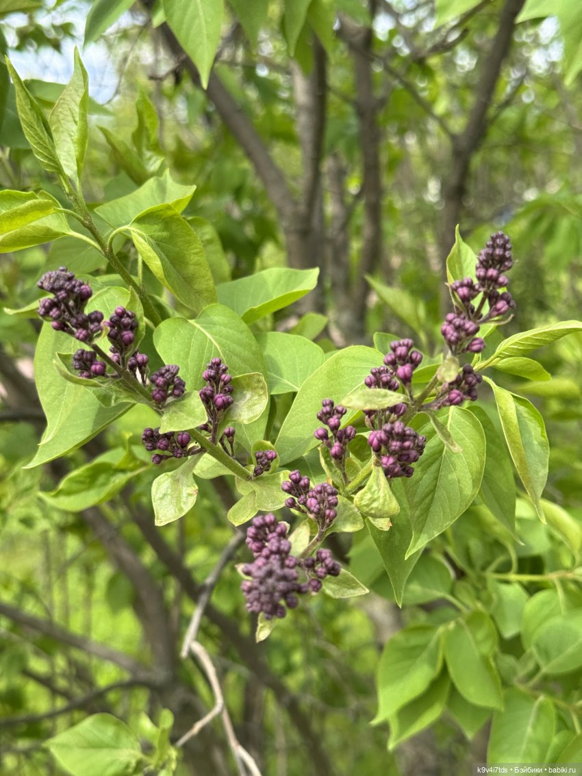 Первая прогулка Элис — Куклы Dianna Effner (Эффнер) из винила: Little Darling