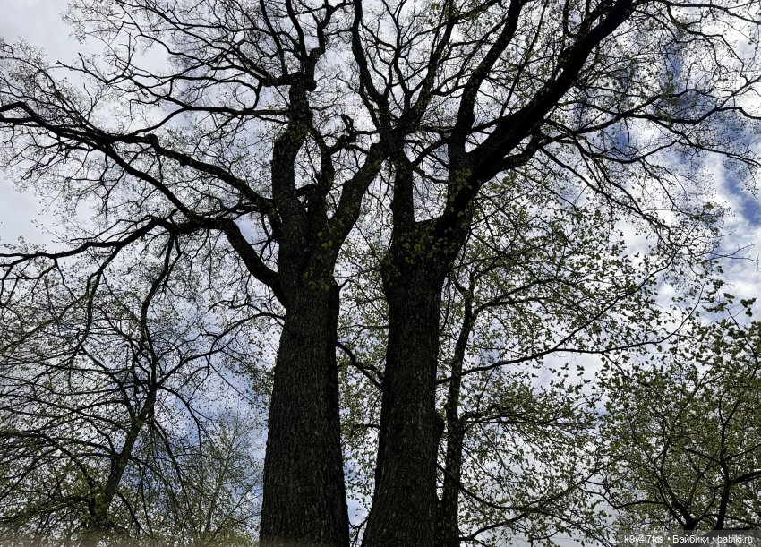 Первая прогулка Элис — Куклы Dianna Effner (Эффнер) из винила: Little Darling