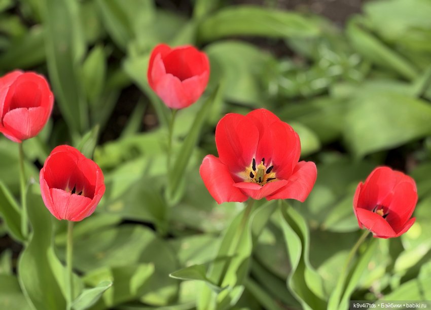 Первая прогулка Элис — Куклы Dianna Effner (Эффнер) из винила: Little Darling
