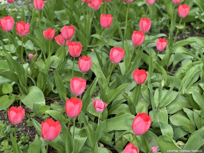 Первая прогулка Элис — Куклы Dianna Effner (Эффнер) из винила: Little Darling