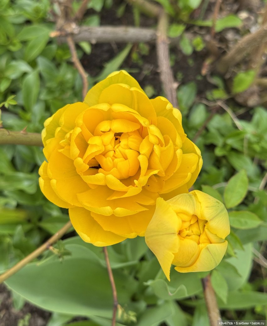 Первая прогулка Элис — Куклы Dianna Effner (Эффнер) из винила: Little Darling