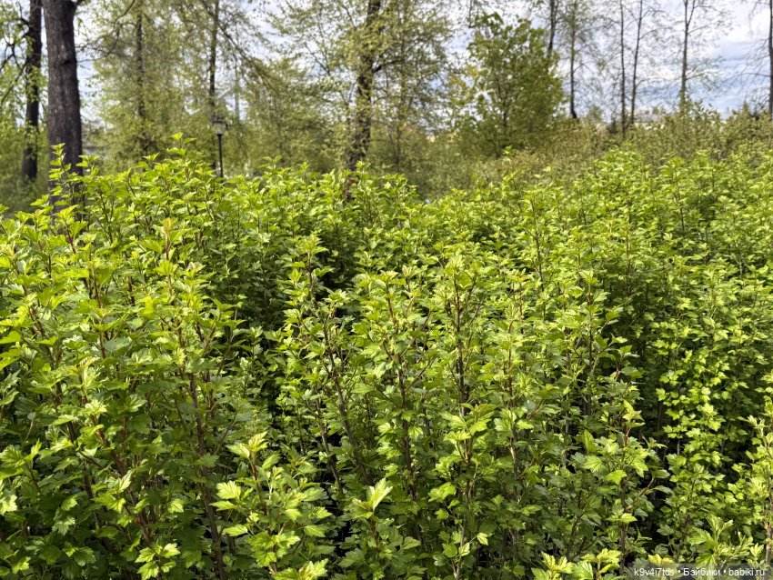 Первая прогулка Элис — Куклы Dianna Effner (Эффнер) из винила: Little Darling