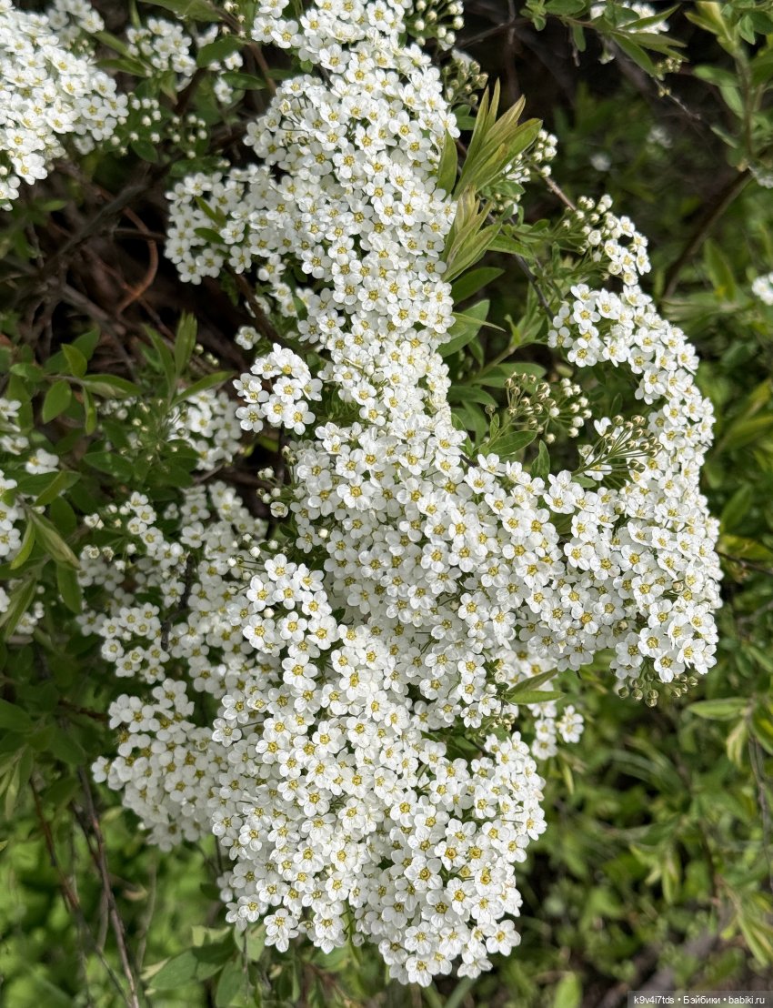 Первая прогулка Элис — Куклы Dianna Effner (Эффнер) из винила: Little Darling