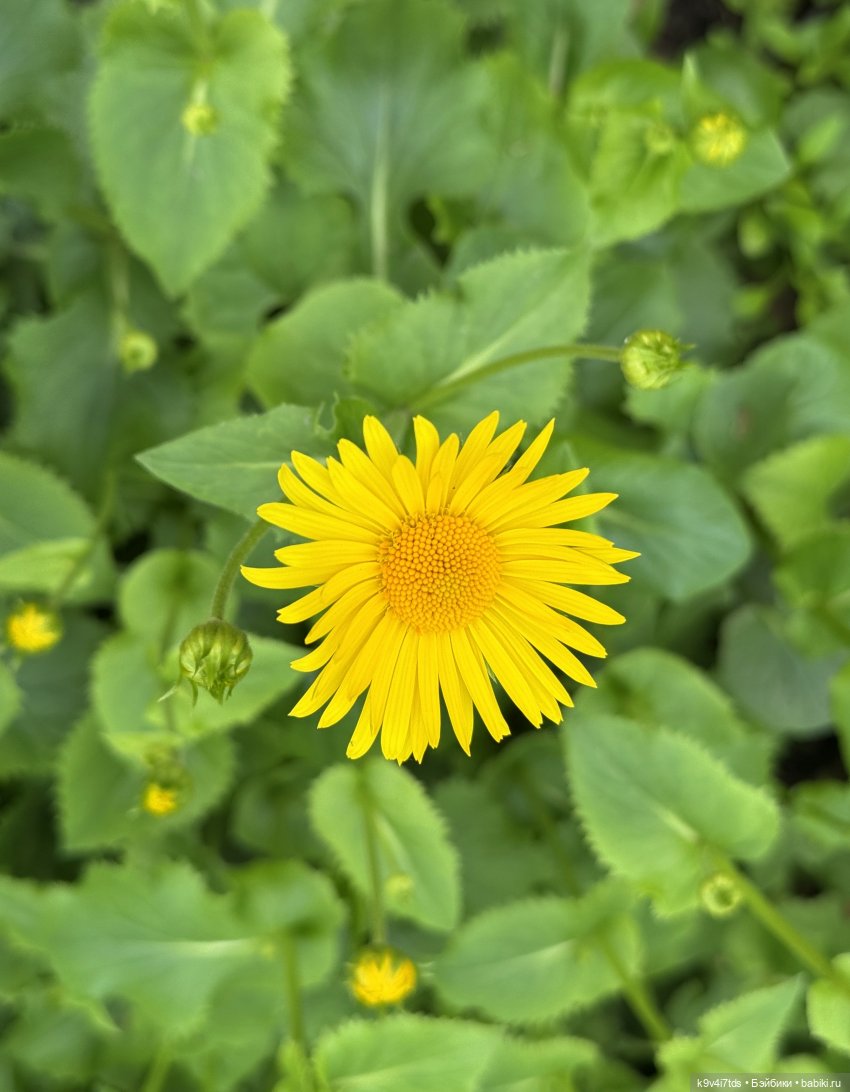 Первая прогулка Элис — Куклы Dianna Effner (Эффнер) из винила: Little Darling