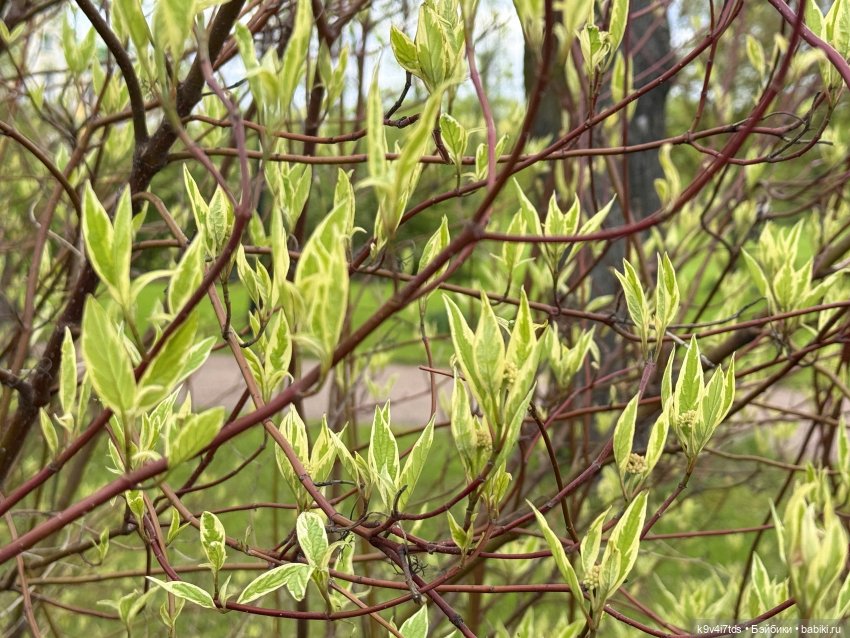 Первая прогулка Элис — Куклы Dianna Effner (Эффнер) из винила: Little Darling