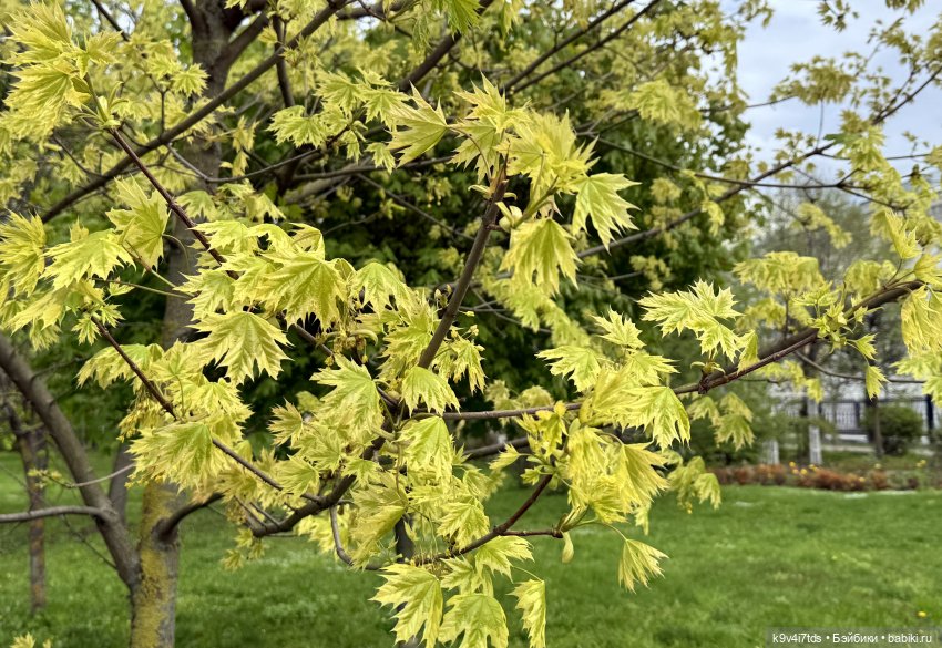 Первая прогулка Элис — Куклы Dianna Effner (Эффнер) из винила: Little Darling