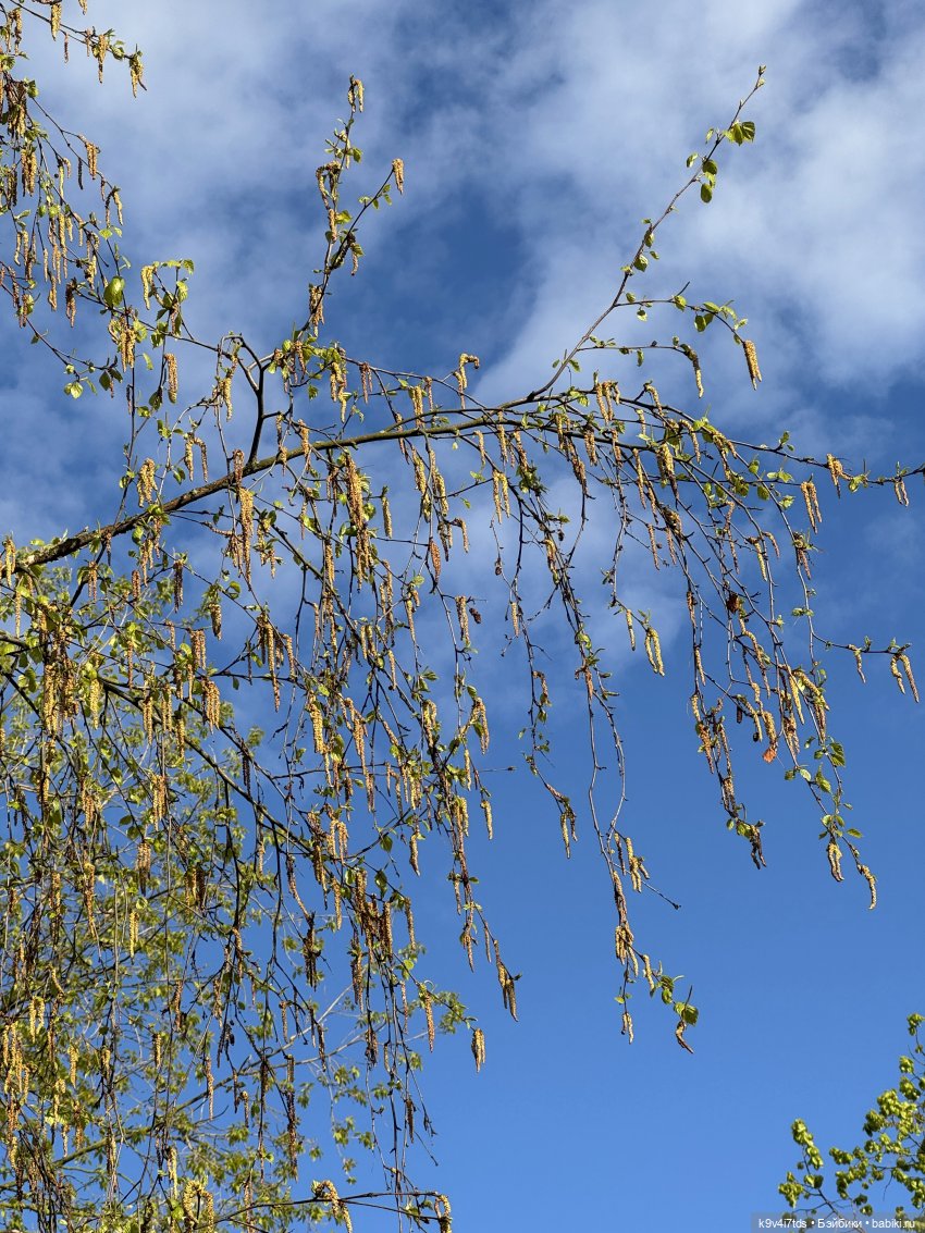 После дождя — Красивая природа и цветы: фото пейзажей (фото 7)