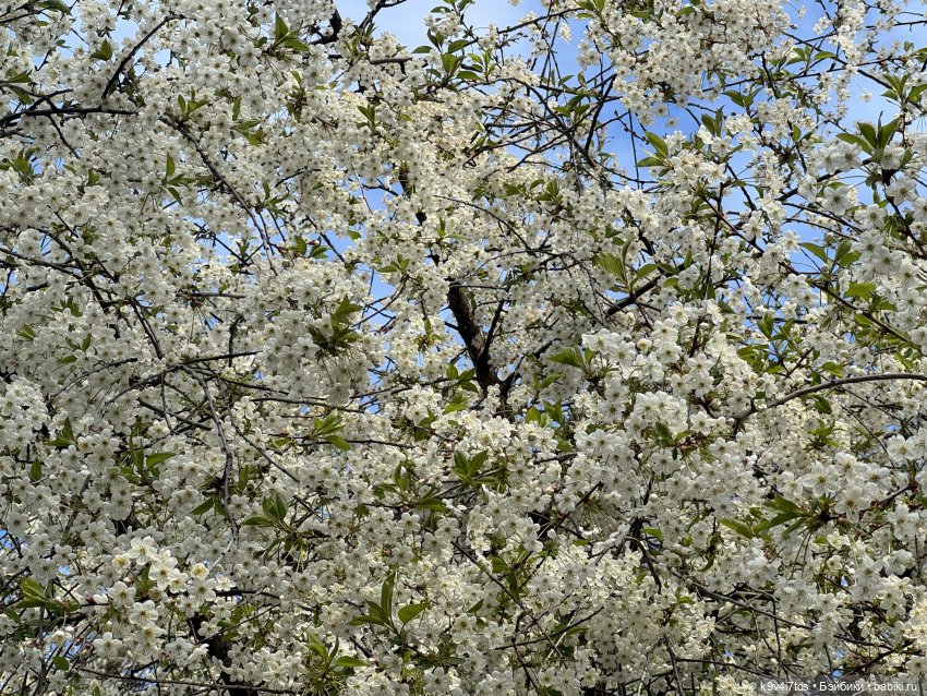 После дождя — Красивая природа и цветы: фото пейзажей (фото 5)