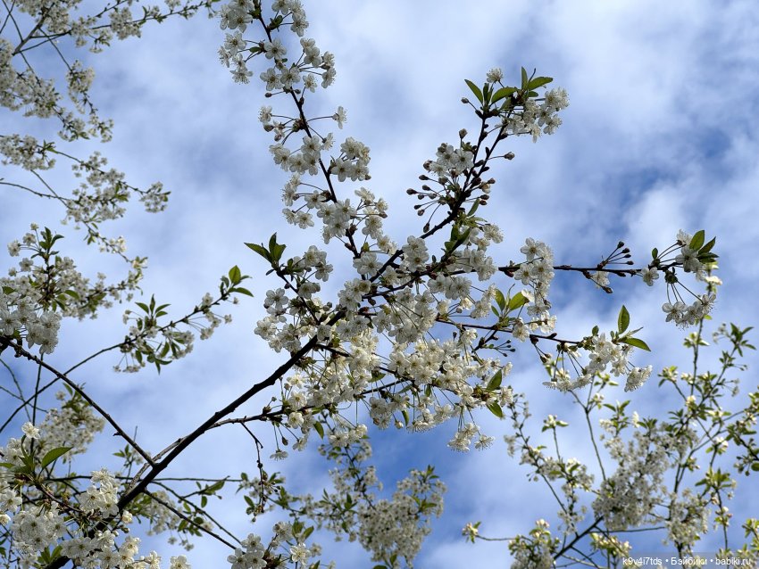 После дождя — Красивая природа и цветы: фото пейзажей (фото 4)