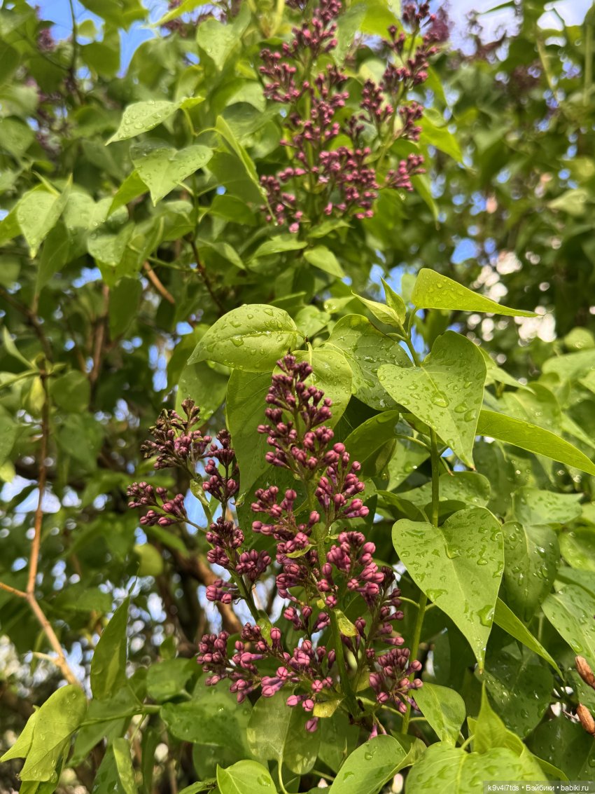 После дождя — Красивая природа и цветы: фото пейзажей