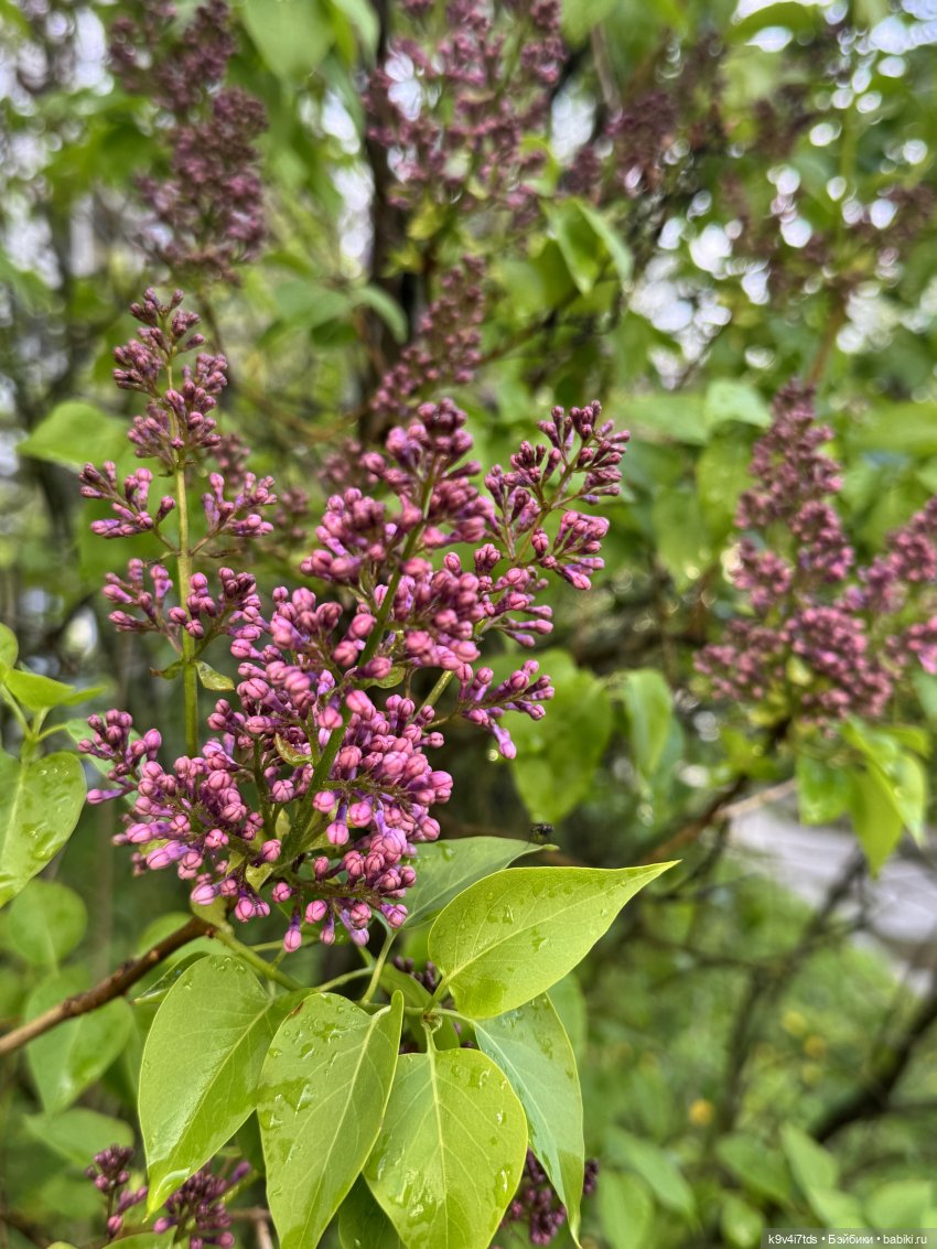 После дождя — Красивая природа и цветы: фото пейзажей