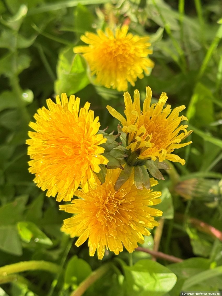 После дождя — Красивая природа и цветы: фото пейзажей