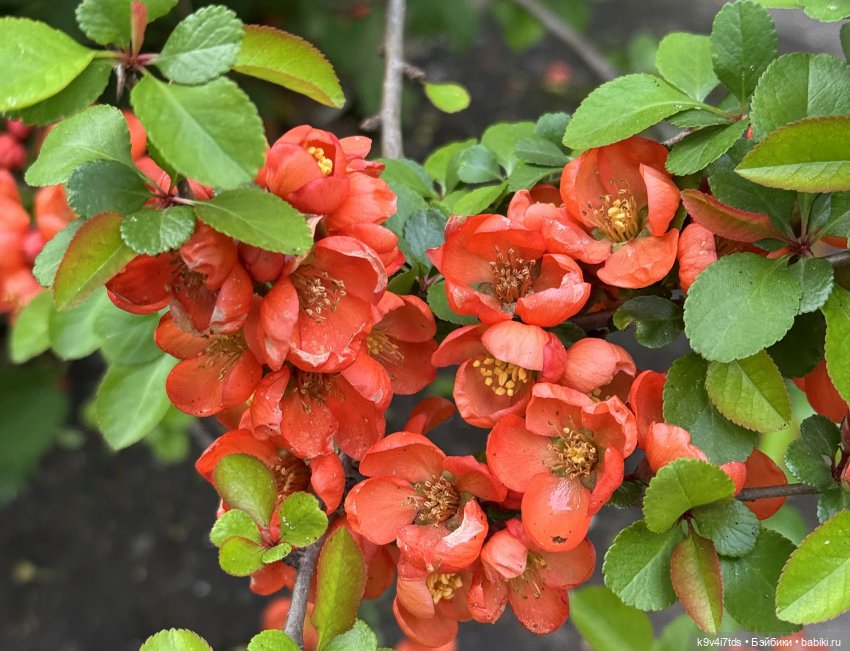 После дождя — Красивая природа и цветы: фото пейзажей (фото 2)