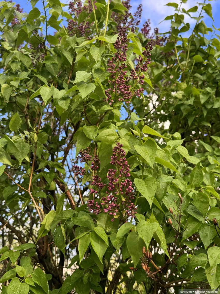 После дождя — Красивая природа и цветы: фото пейзажей