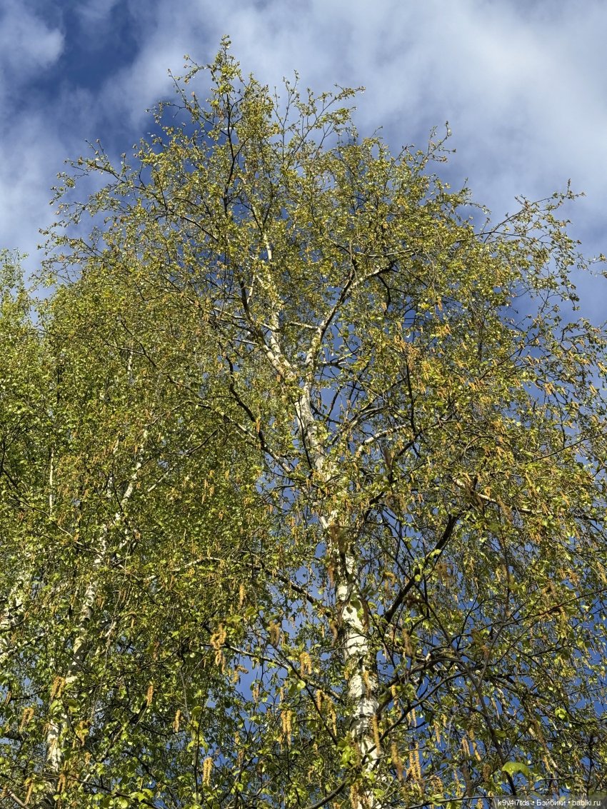 После дождя — Красивая природа и цветы: фото пейзажей (фото 6)