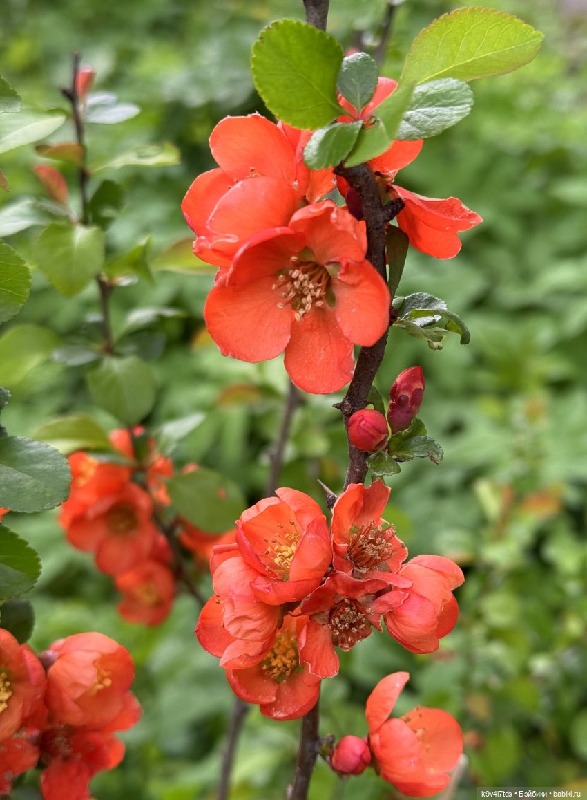 После дождя — Красивая природа и цветы: фото пейзажей