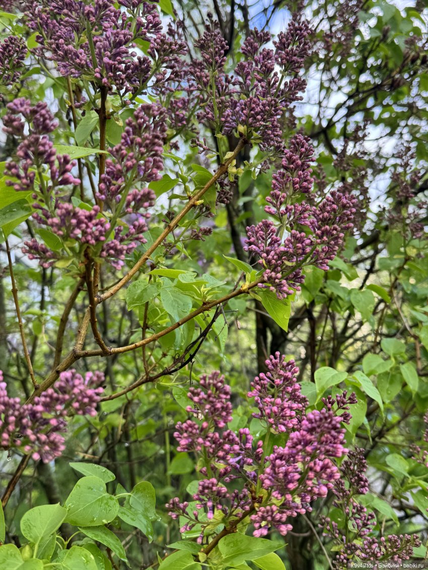 После дождя — Красивая природа и цветы: фото пейзажей