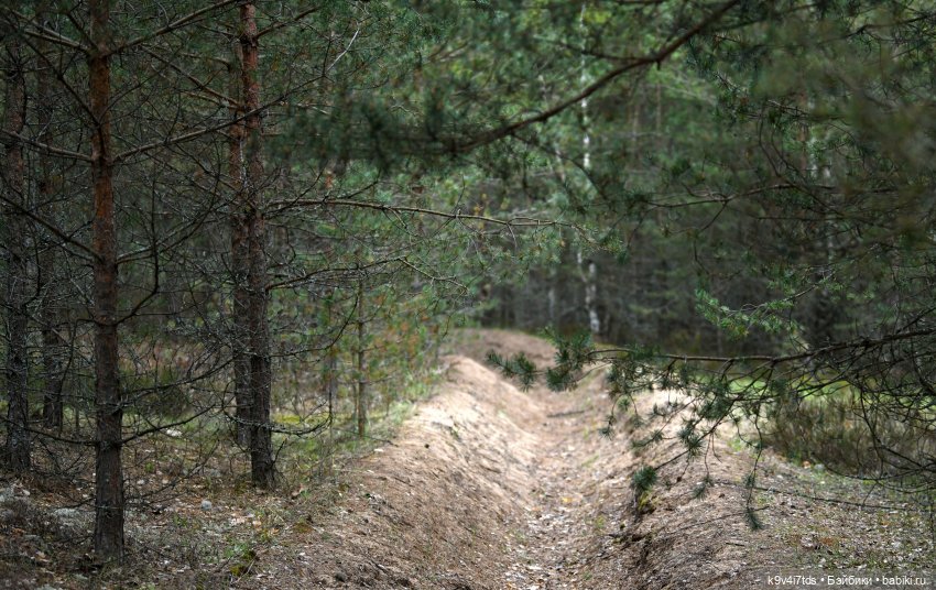 Где растёт Сон-трава, путешествие в "Оршинский" лес