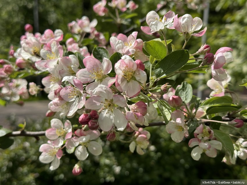 Цветущая весна Элис, часть первая (фото 6)