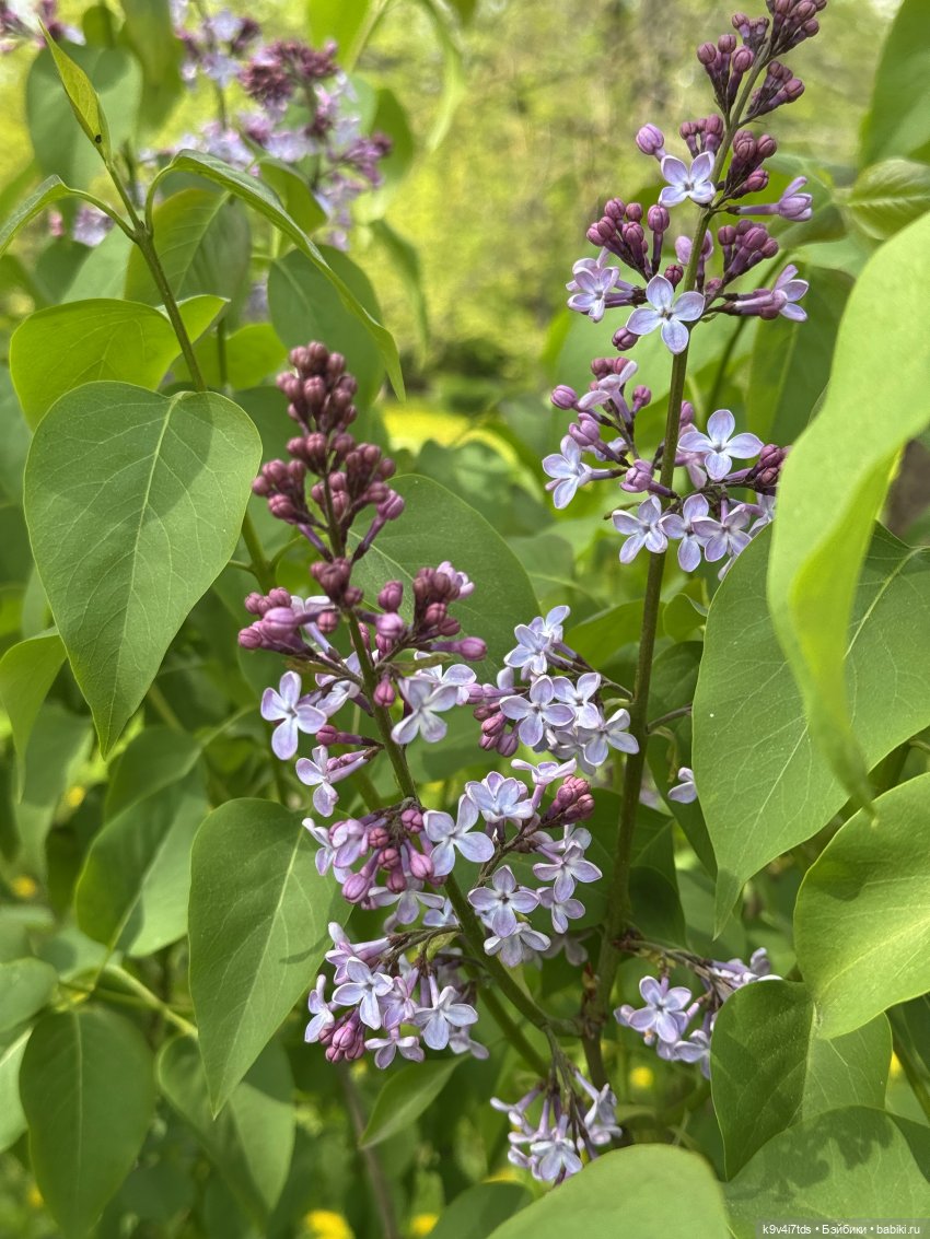 Цветущая весна Элис, часть первая