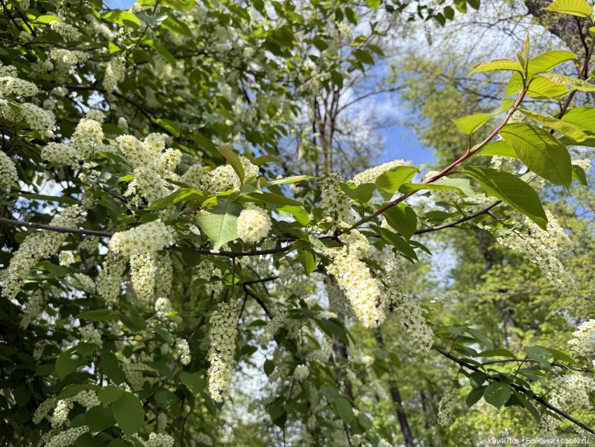 Цветущая весна Элис, часть первая