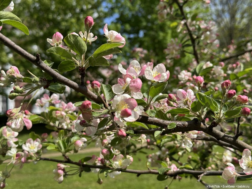Цветущая весна Элис, часть первая (фото 4)
