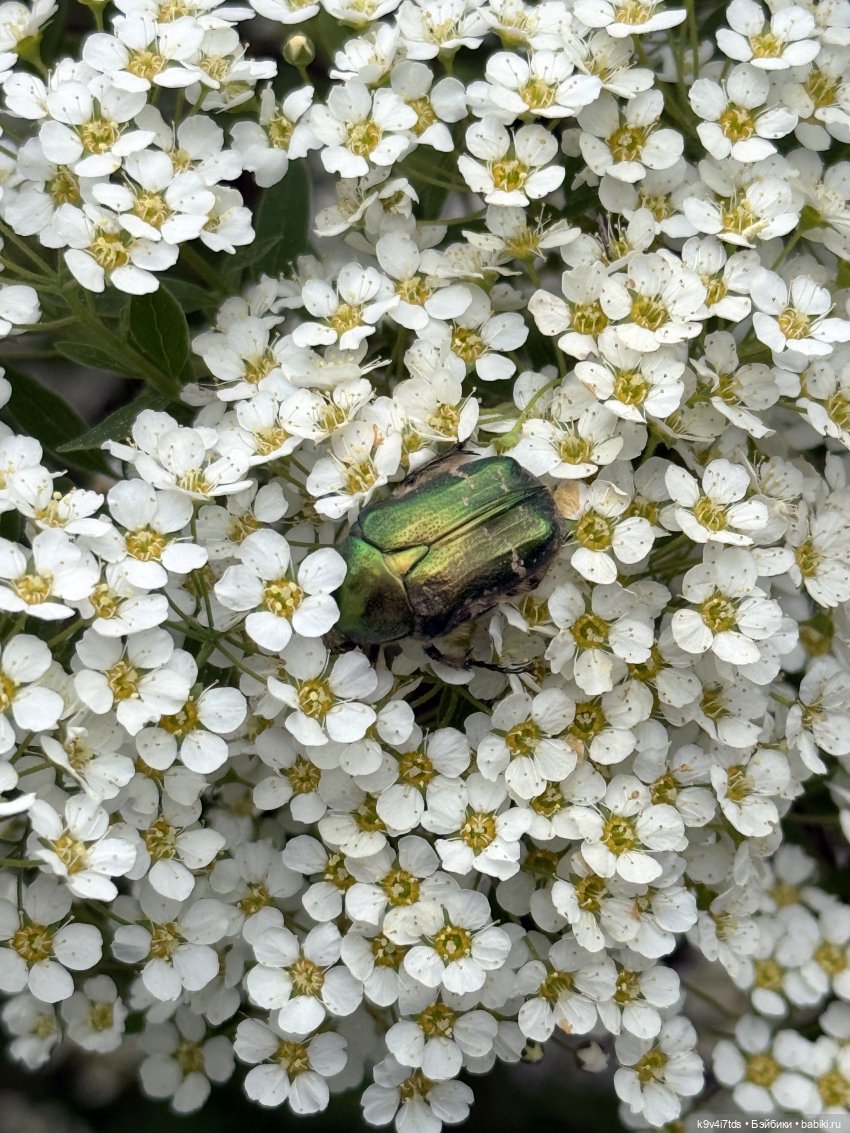 Цветущая весна Элис, часть первая