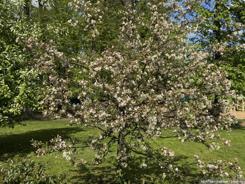 Цветущая весна Элис, часть первая (фото 2)