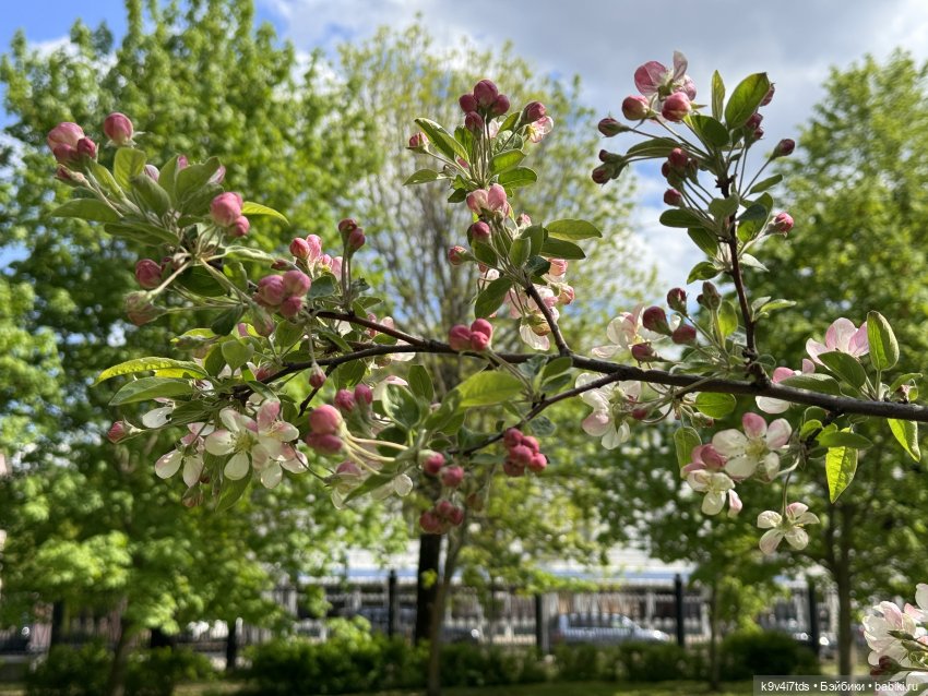 Цветущая весна Элис, часть первая (фото 5)
