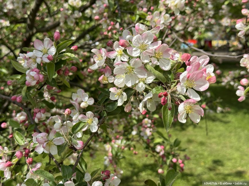 Цветущая весна Элис, часть первая (фото 7)