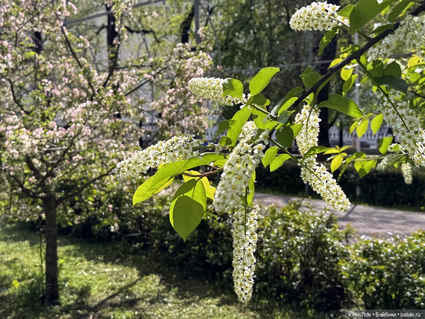 Цветущая весна Элис, часть первая