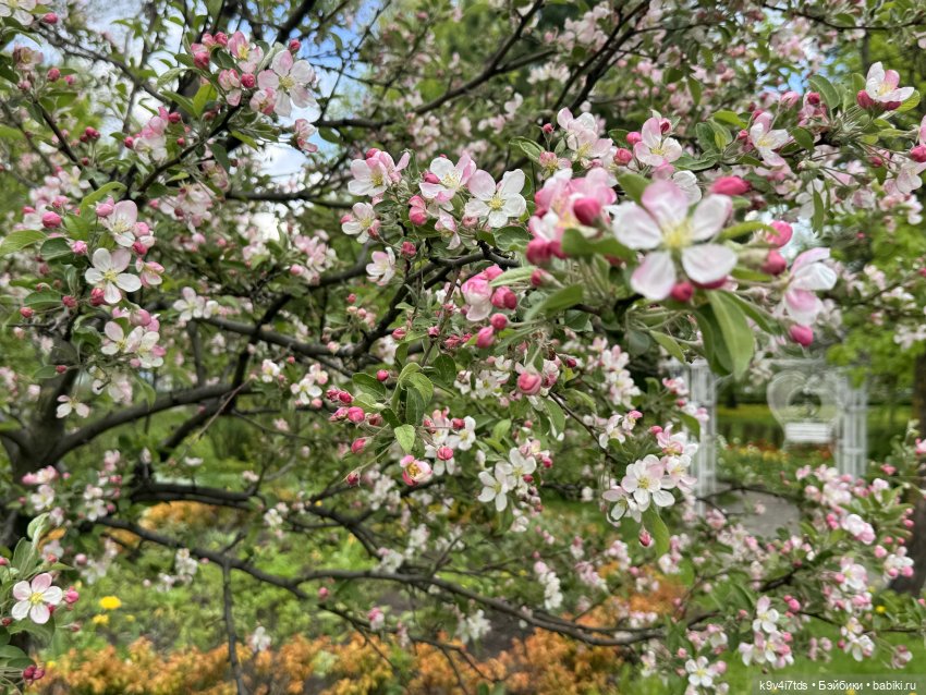 Цветущая весна Элис, часть первая