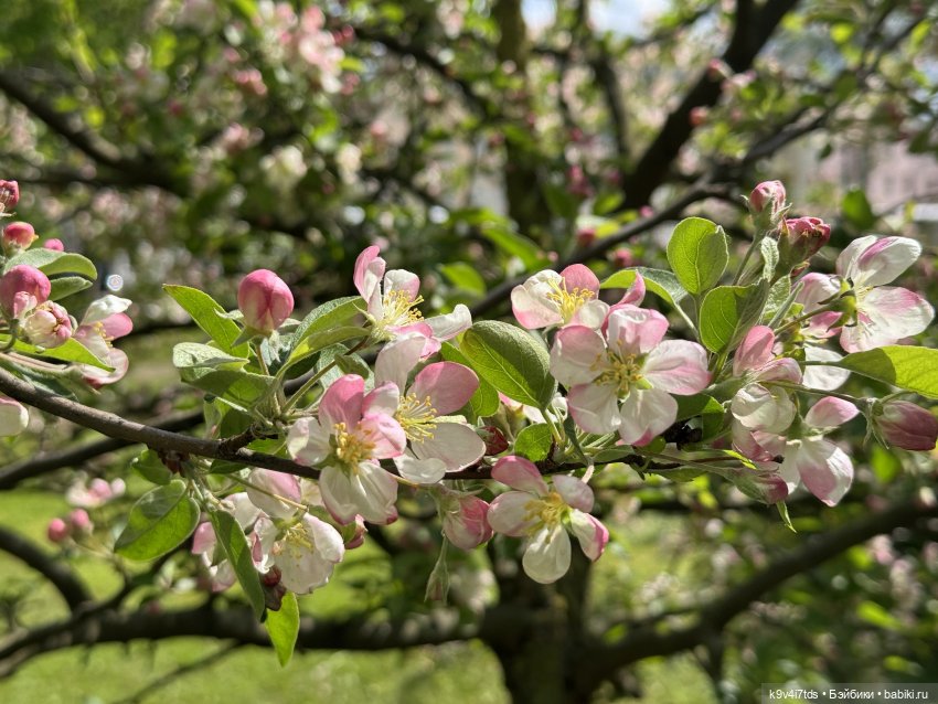 Цветущая весна Элис, часть первая (фото 3)