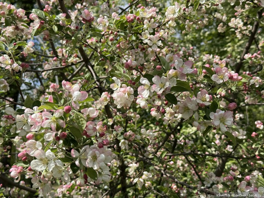 Цветущая весна Элис, часть первая (фото 8)