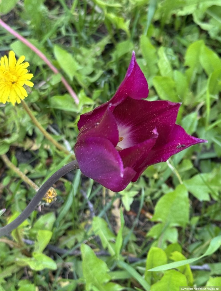 Цветущая весна Элис, часть вторая