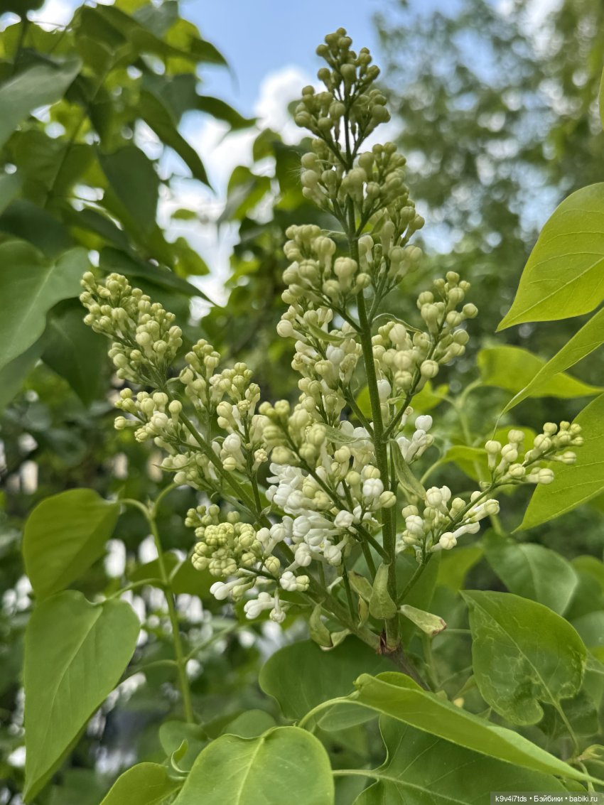 Цветущая весна Элис, часть вторая